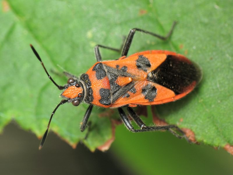 Corizus hyoscyami (Linnaeus, 1758)